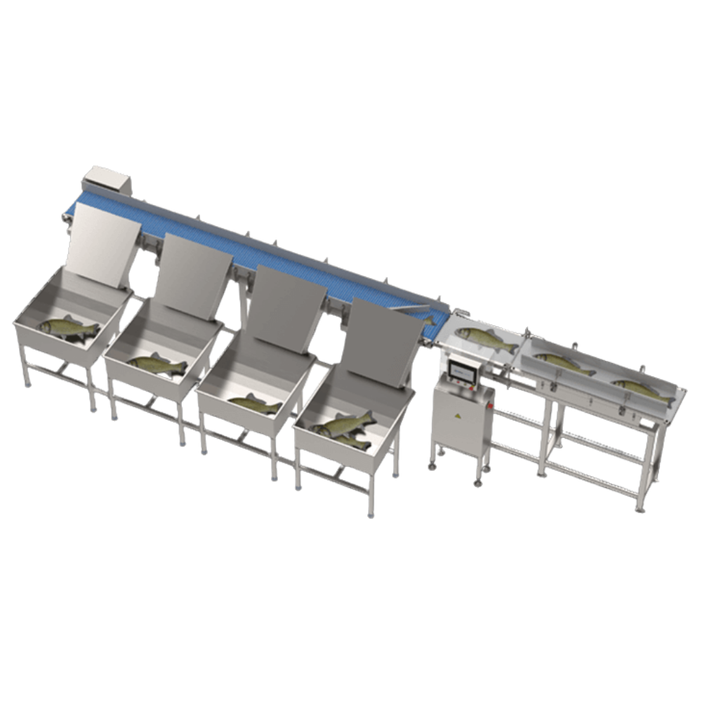 Balık Boylama Makinesi